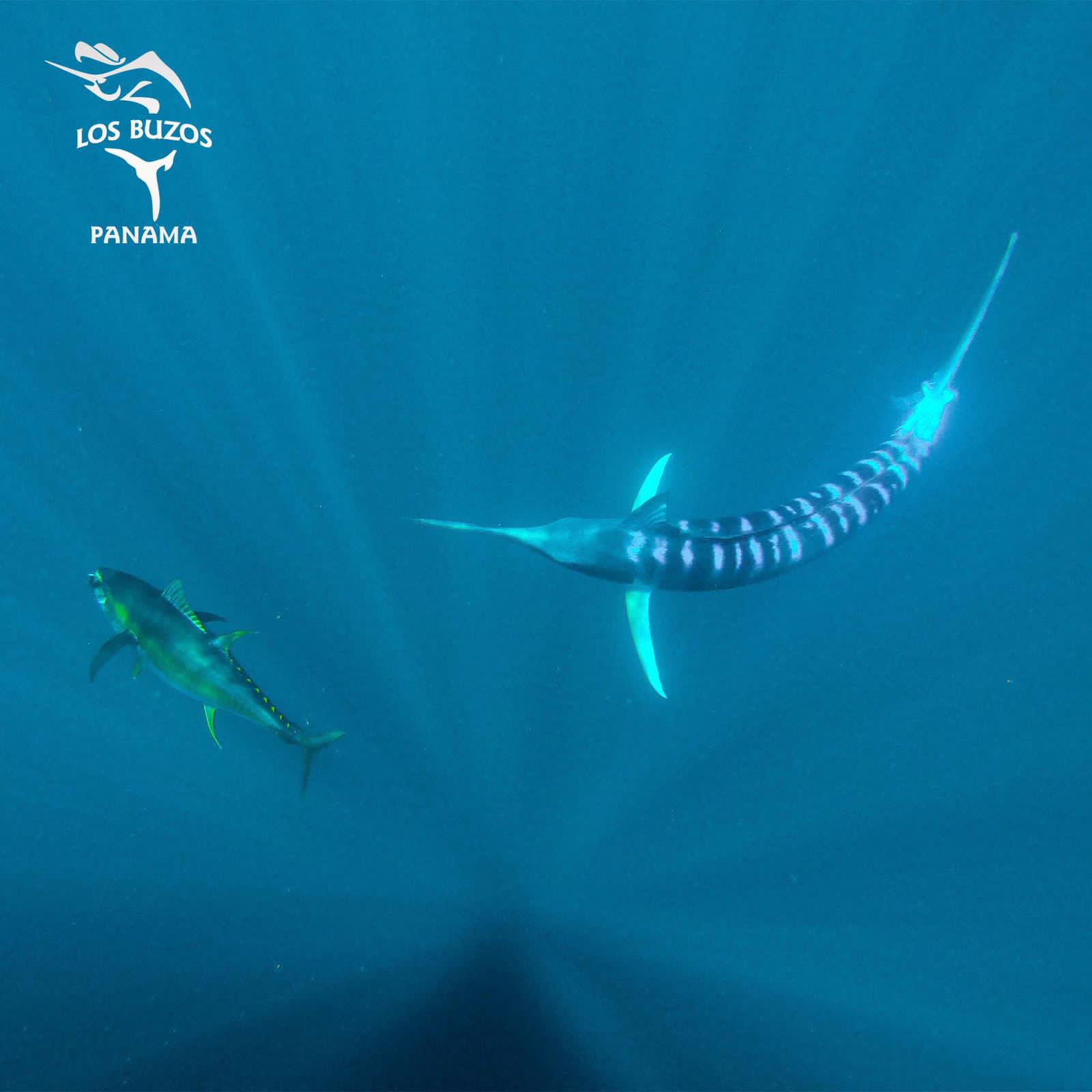 Copy of Underwater Marlin