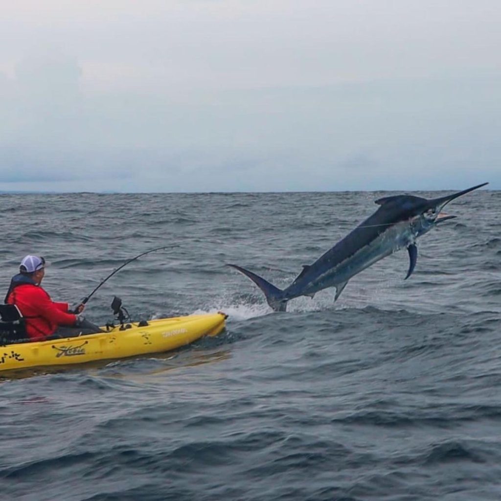 black marlin caught on a kayak at Los Buzos