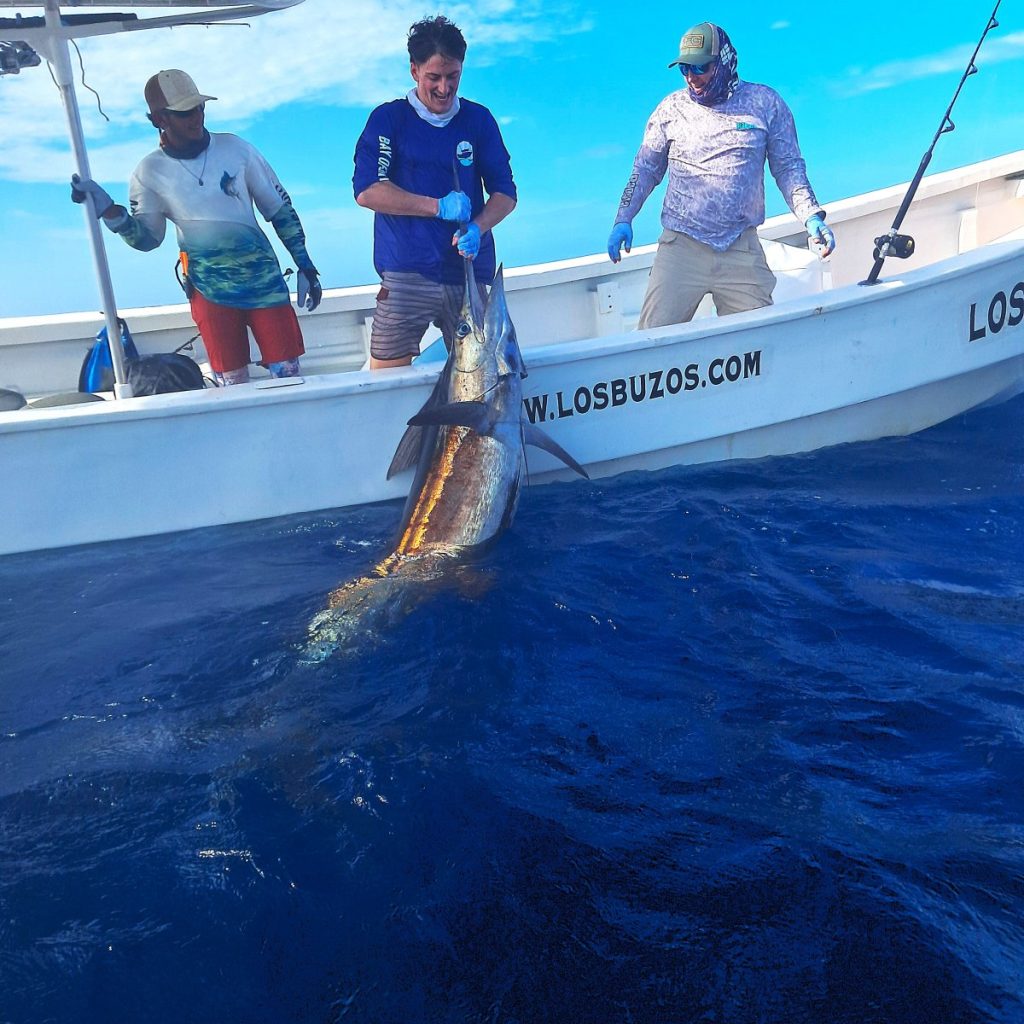 Blue Marlin Caught on Panga at Los Buzos