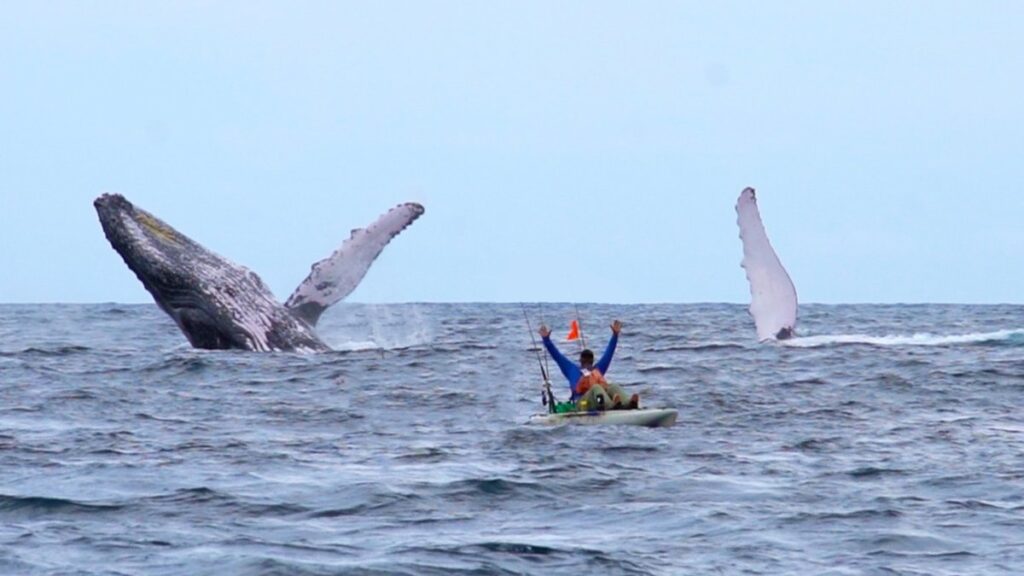Whale breach by kayaker at Los Buzos
