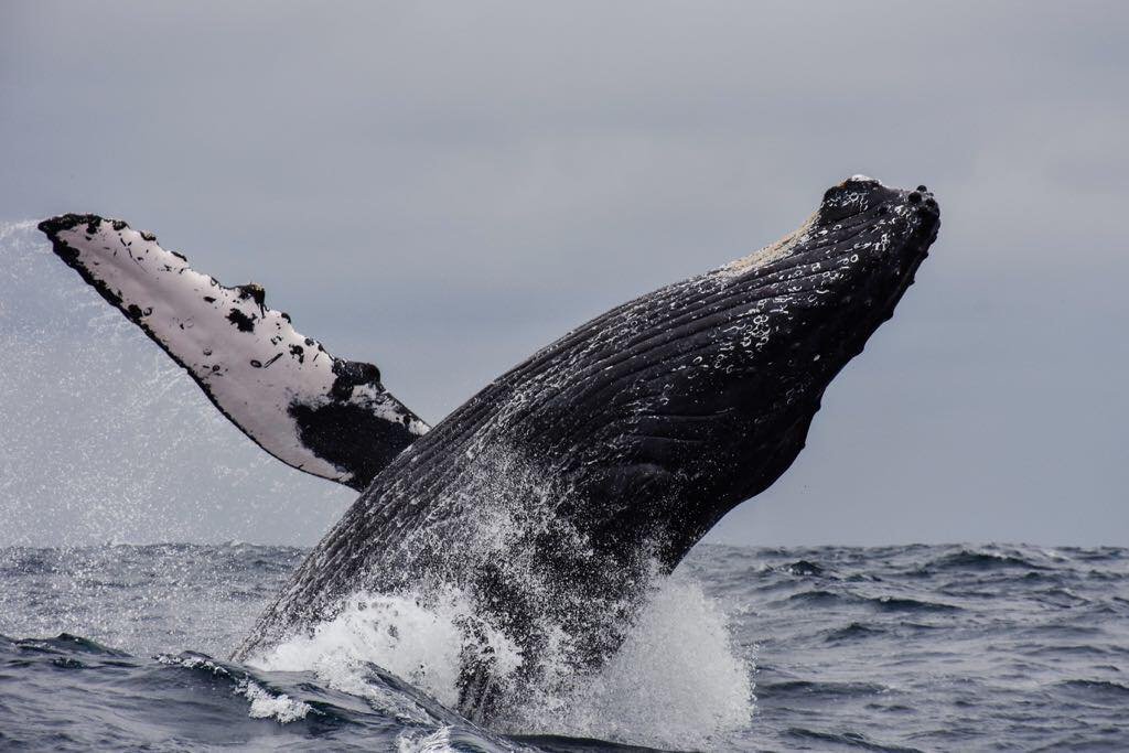 Whales at Los Buzos Resort