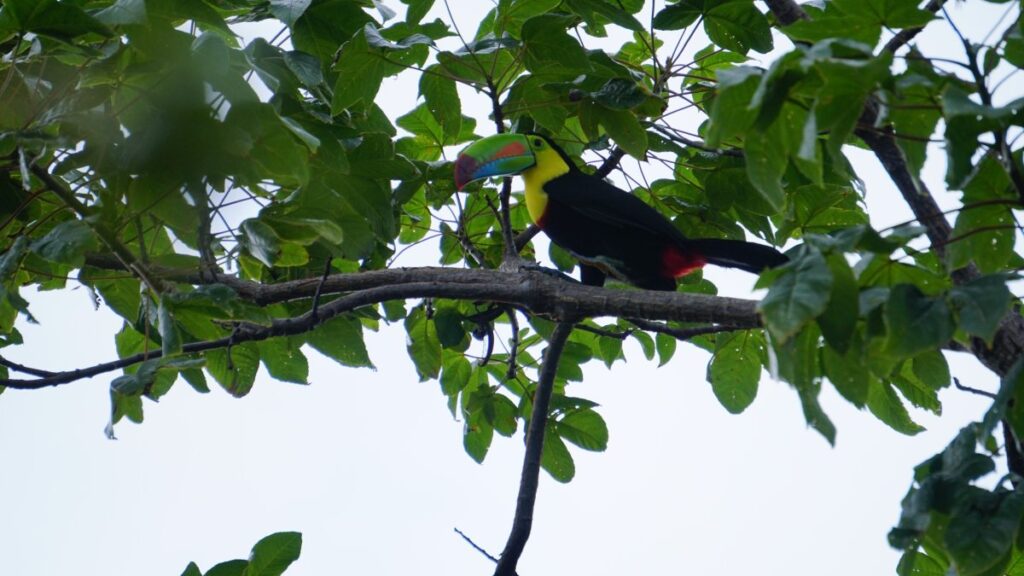 Toucan at Los Buzos