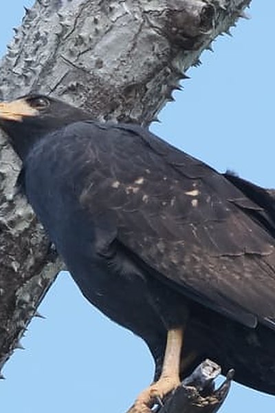 Common Black Hawk perched on a spiny trunk along the creek margins at Los Buzos, Panama