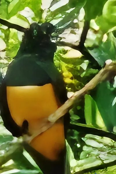 Gartered Trogon showing its yellow breast in the forest understory at Los Buzos, Azuero Peninsula, Panama