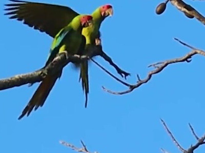 A pair of Great Green Macaws perched on a bare branch above Salamine Creek at Los Buzos, Panama