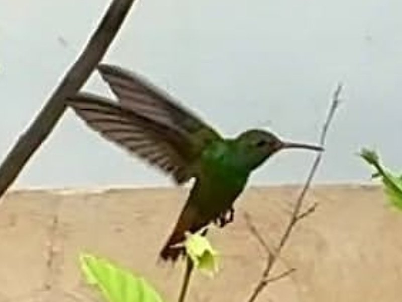 Hummingbird feeding at a flowering hibiscus near the creek trails at Los Buzos, Azuero Peninsula, Panama