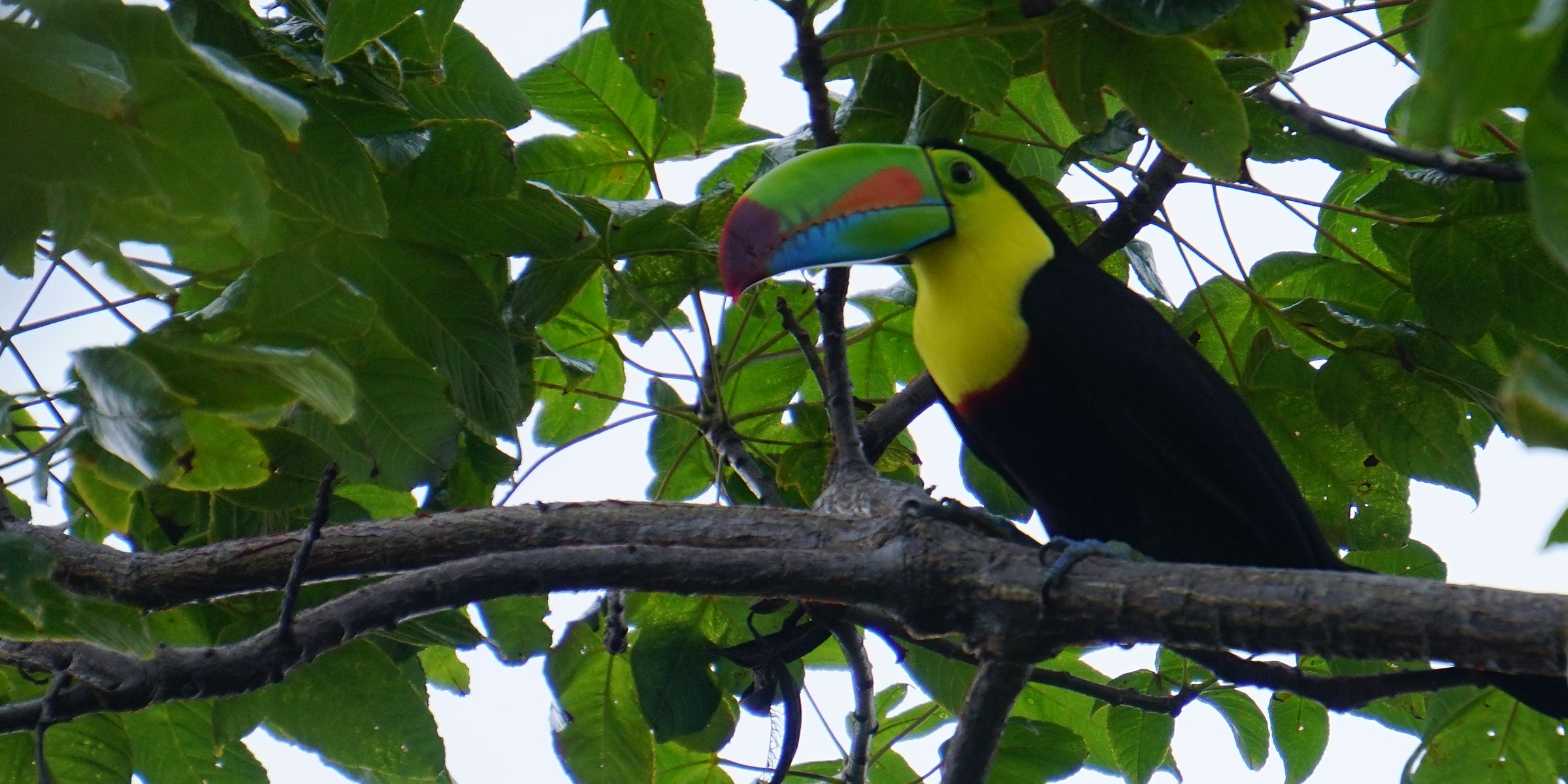 Keel-billed Toucan perched in the forest canopy on the Los Buzos trail system, Azuero Peninsula, Panama