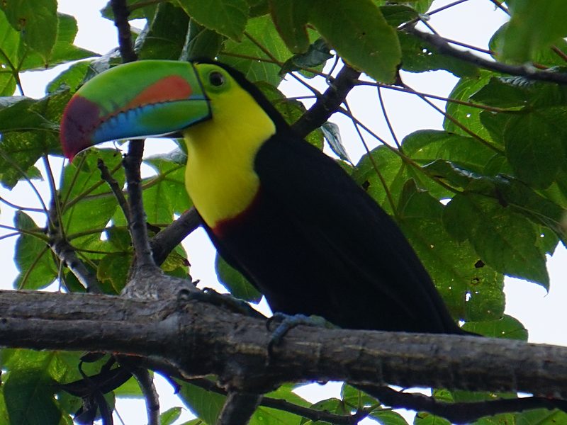 Keel-billed Toucan feeding in a fruiting tree along the trail corridors at Los Buzos, Panama