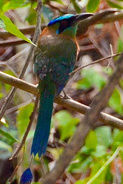 Lesson's Motmot perched in the shaded understory of the Mono Titi Trail at Los Buzos, Panama