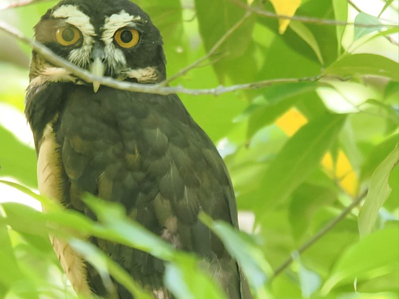 Spectacled Owl, a long-term resident of the Creek Trail at Los Buzos, Azuero Peninsula, Panama