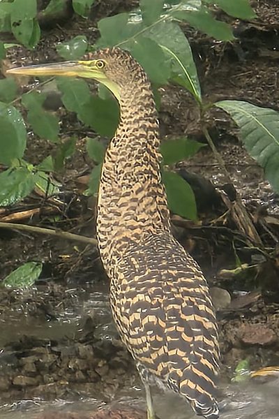 Tiger Heron hunting along a live creek bed on the Los Buzos trail system, Azuero Peninsula, Panama