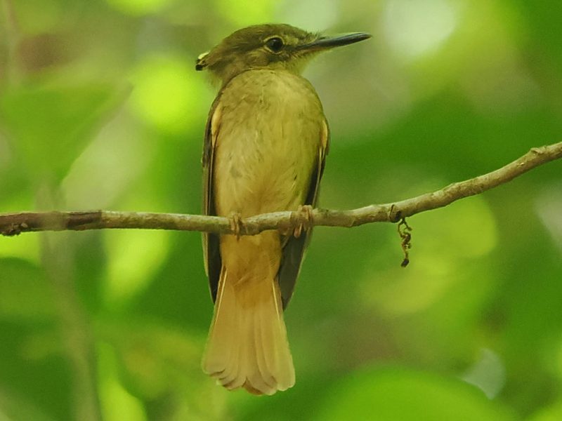 Tropical Royal Flycatcher perched on a vine near the waterfall rocks on the Waterfall Trail at Los Buzos, Panama