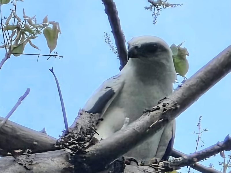 White Hawk perched in the open canopy along the Waterfall Trail at Los Buzos, Azuero Peninsula, Panama