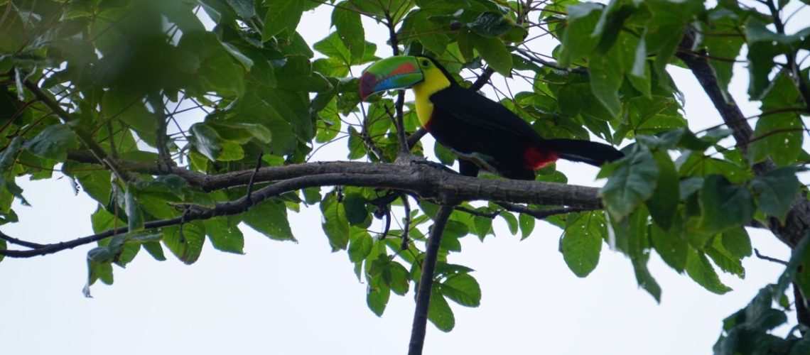 Toucan at Los Buzos