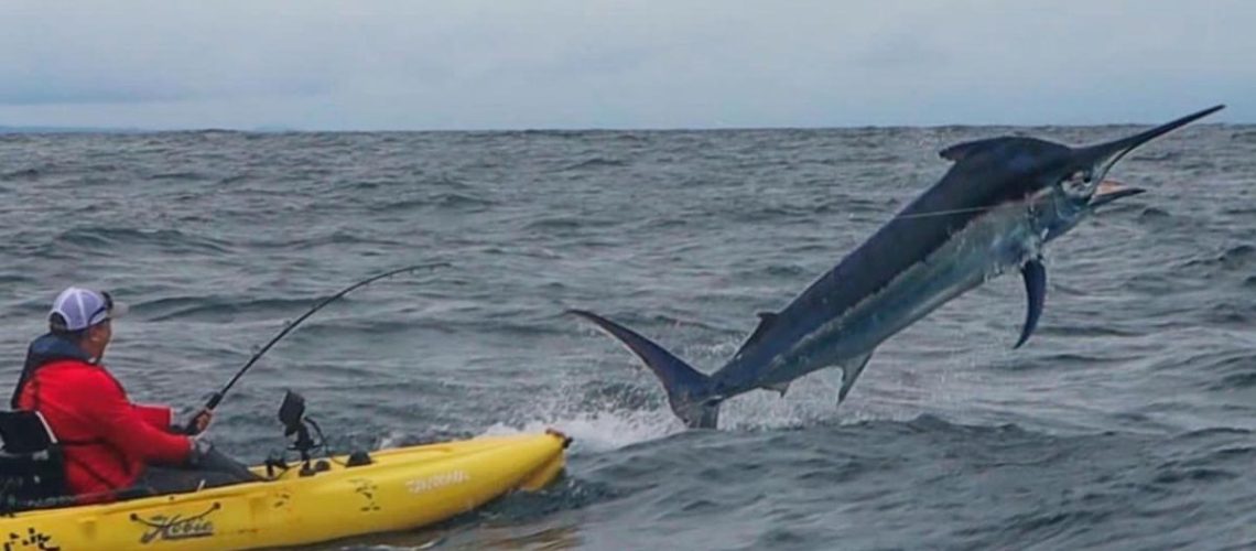 black marlin caught on a kayak at Los Buzos