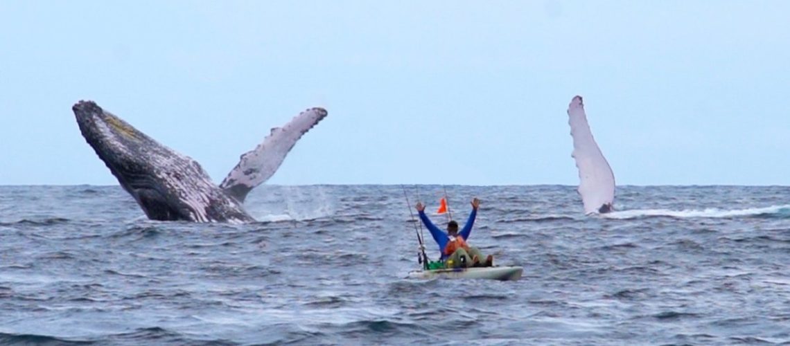 Whale breach by kayaker at Los Buzos