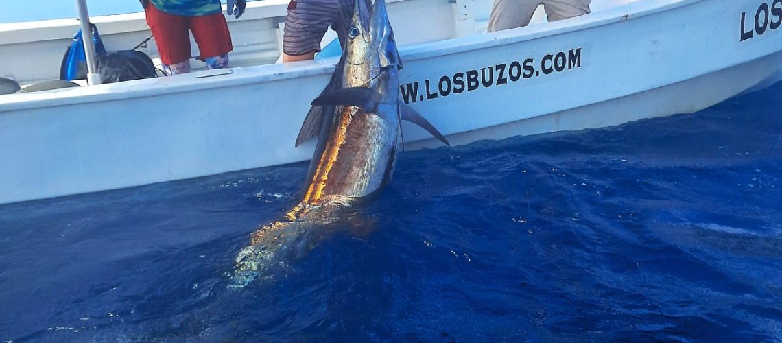 Blue Marlin Caught on Panga at Los Buzos