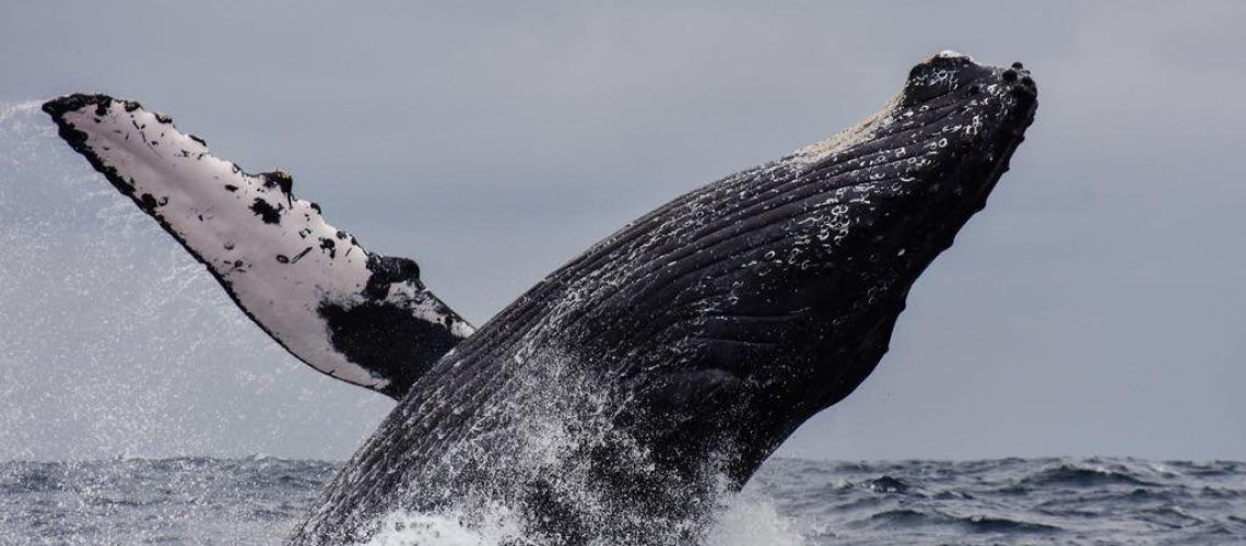 Whales at Los Buzos Resort